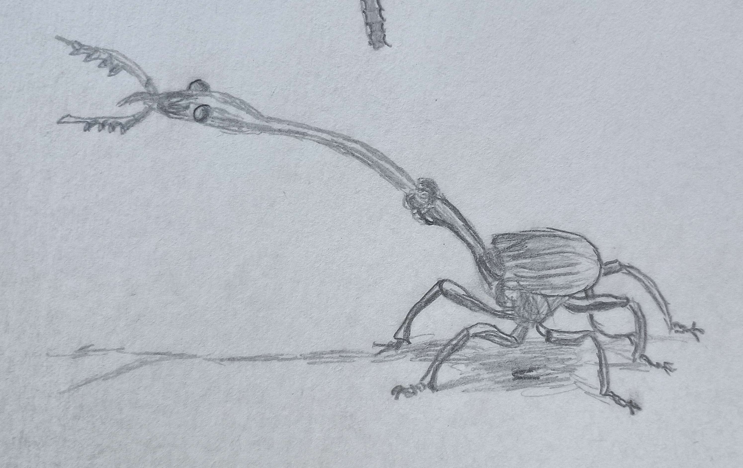 The Mighty Beetle-Pencil